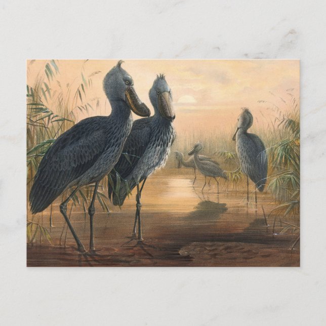 The Shoe Bill by Joseph Wolf Postcard (Front)