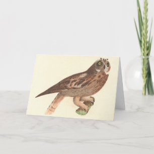 The Short-eared Owl (Otus palustris) New York Bird Card