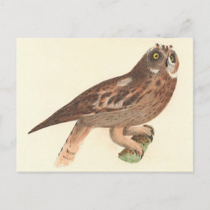 The Short-eared Owl (Otus palustris) New York Bird Postcard
