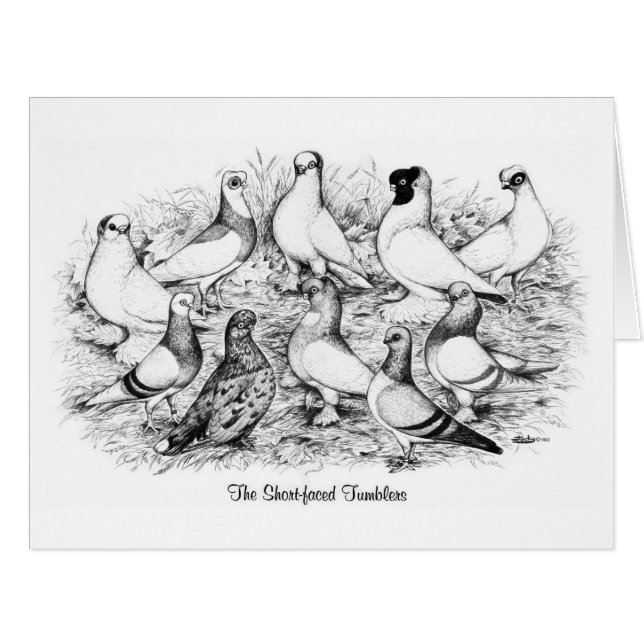 The Short-faced Tumbler Pigeons (Front Horizontal)