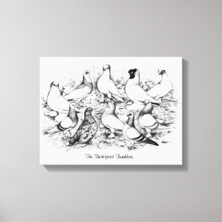 The Short-faced Tumbler Pigeons Canvas Print