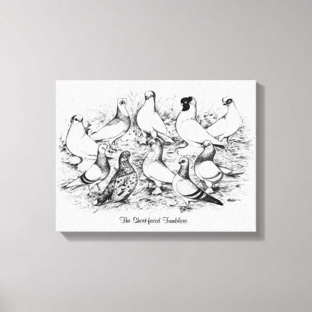 The Short-faced Tumbler Pigeons Canvas Print (Front)