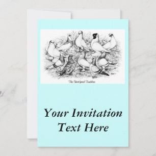 The Short-faced Tumbler Pigeons Invitation