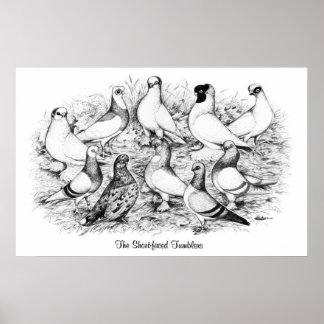 The Short-faced Tumbler Pigeons Poster