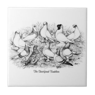 The Short-faced Tumbler Pigeons Tile