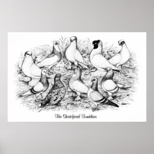 The Short-faced Tumblers Poster