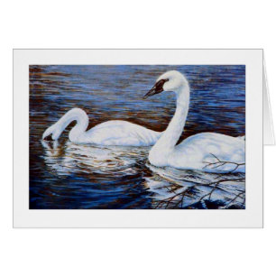The shy swan