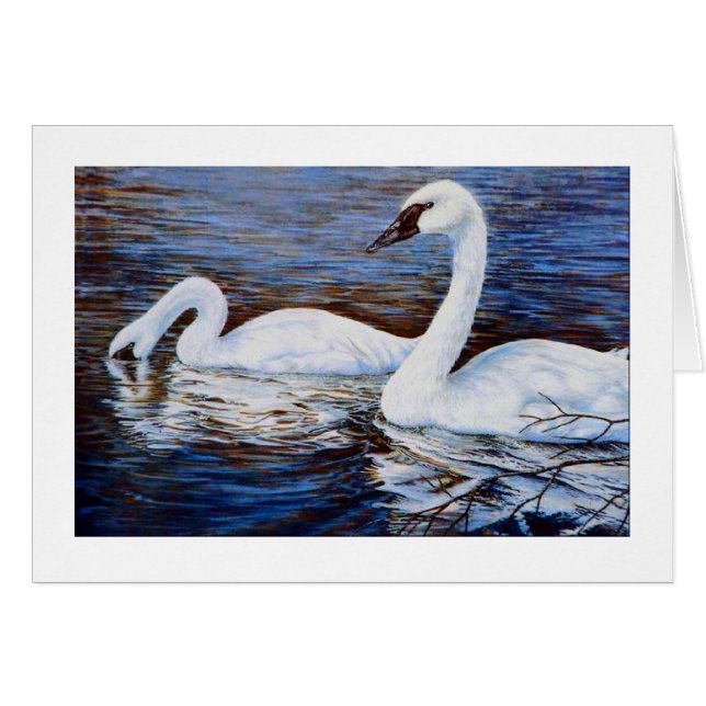 The shy swan (Front Horizontal)