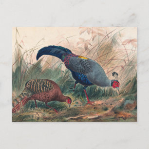 The Siamese Pheasant by Joseph Wolf Postcard