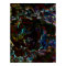 The Sidewalk 35" x 46"