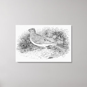 The Skylark Canvas Print