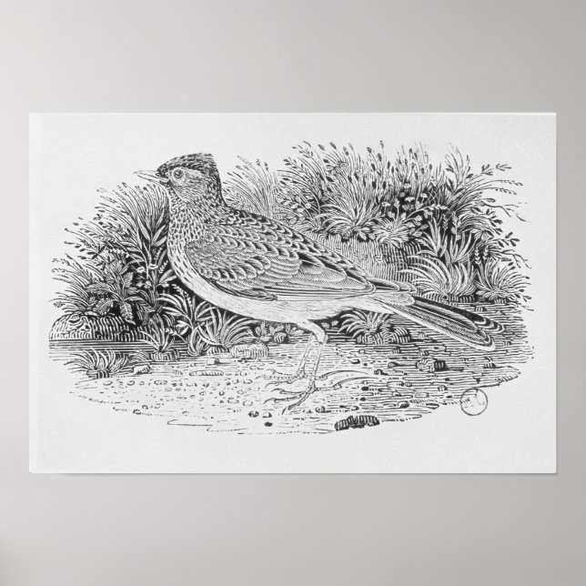 The Skylark Poster (Front)