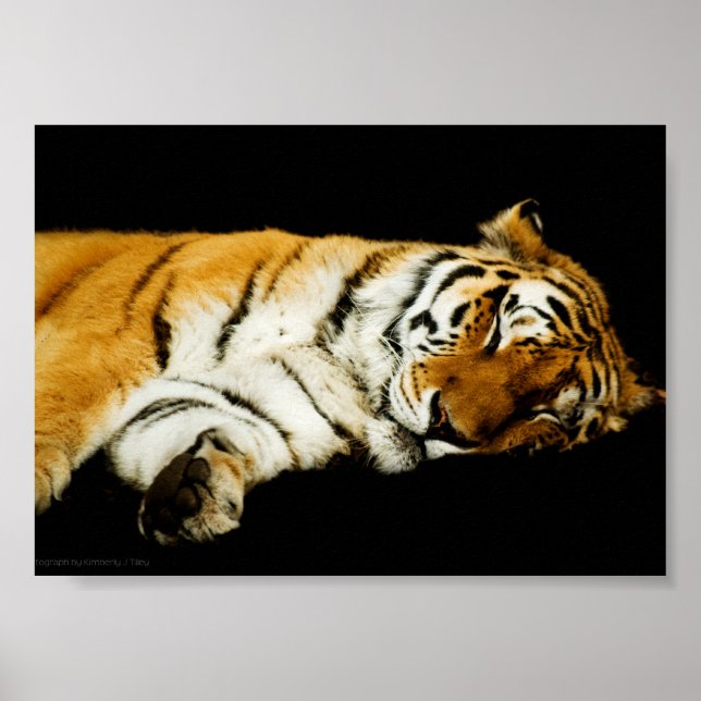 The Sleeping Amur Print (Front)