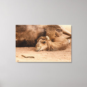 the sleepy look of a dromedary on canvas print