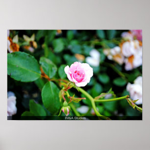 The Small Rose Poster