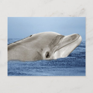 The smiling dolphin postcard