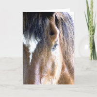 The Soul l Horse Face Close-Up Photography