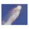 The Space Shuttle Columbia Disaster