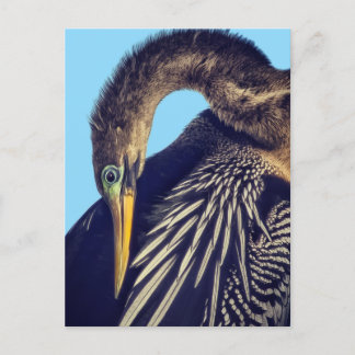 "The Spearfisher" Postcard