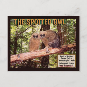 THE SPOTTED OWL: POSTCARD