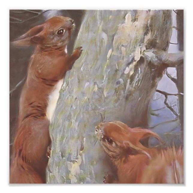 THE SQUIRREL (Sciurus vulgaris) Photo Print (Front)