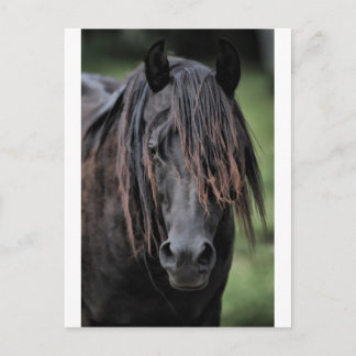 The Stallion Postcard