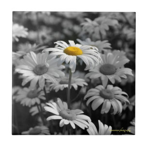 The Stand Out Ceramic Tile