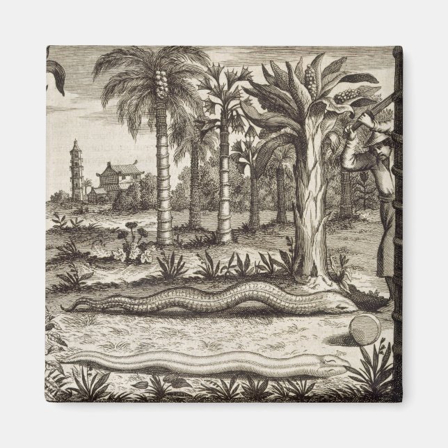 The Stone Snake, from 'China Illustrated' by Athan Magnet (Front)