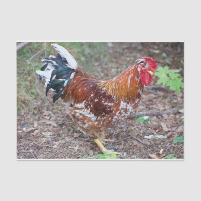 The Stud (Except It's a Chicken) Tissue Paper (Front)