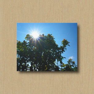 The Sun and Its Rays Over a Tree Canvas Print