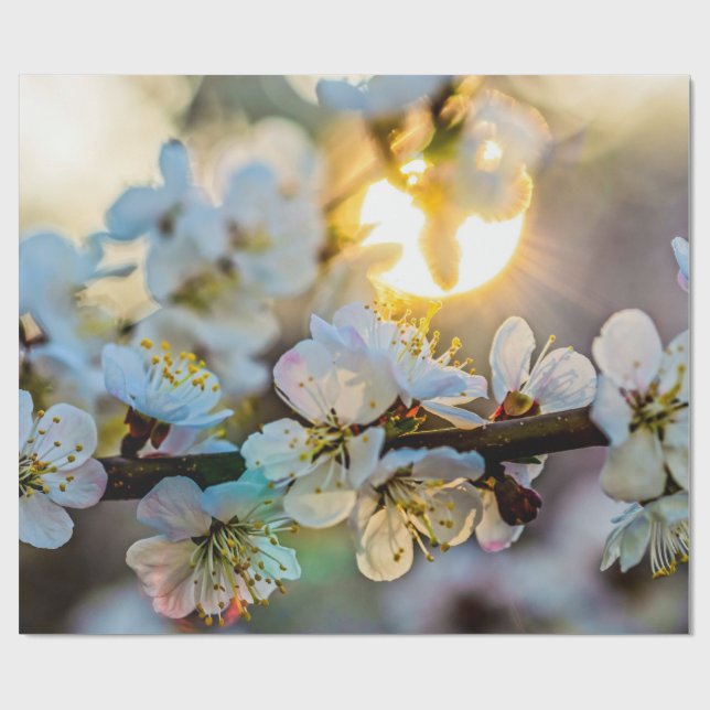 The Sun Behind the Japanese Apricot Blossoms Wrapping Paper (Flat)