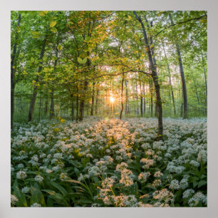The sun between the trees poster
