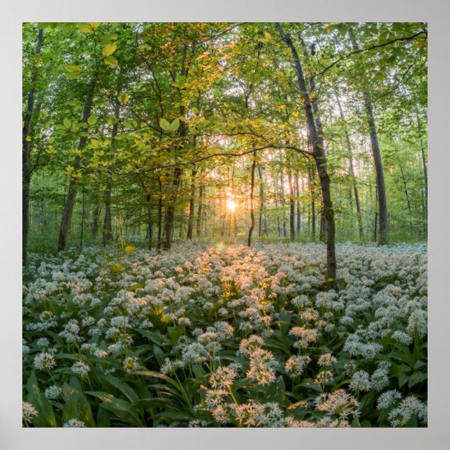The sun between the trees poster (Front)