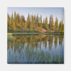 The sunrise illuminates trees on an unnamed magnet
