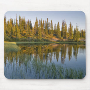 The sunrise illuminates trees on an unnamed mouse pad