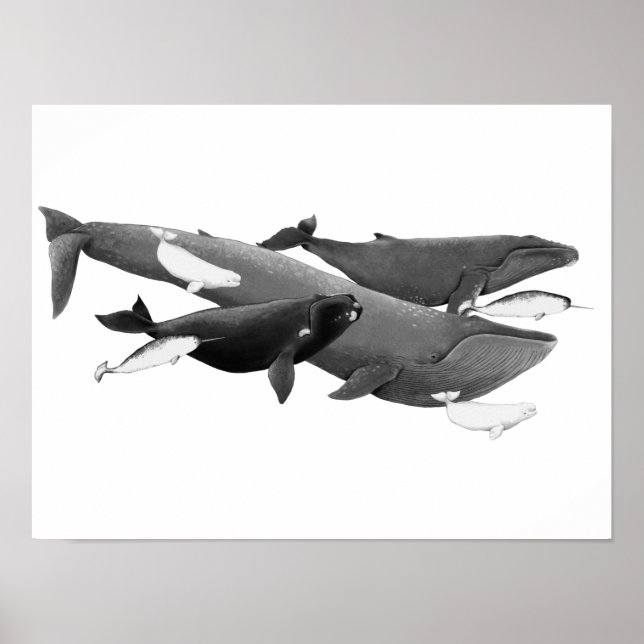 The Swim Of Whales Illustration Art Whale  Poster (Front)