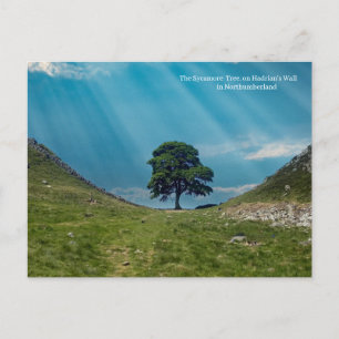The Sycamore Tree  Postcard