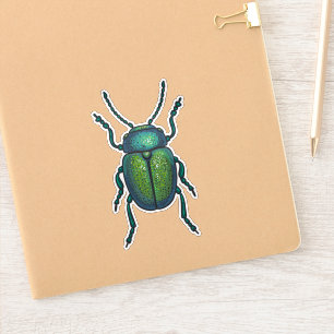 The tansy beetle