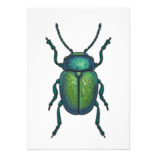 The tansy beetle photo print