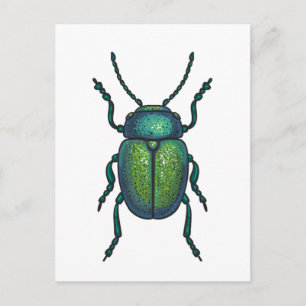The tansy beetle postcard