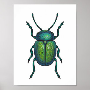 The tansy beetle poster