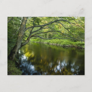 The Taunton River in Bridgewater, 2 Postcard