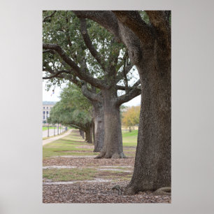 The Texas A&M Trees Poster