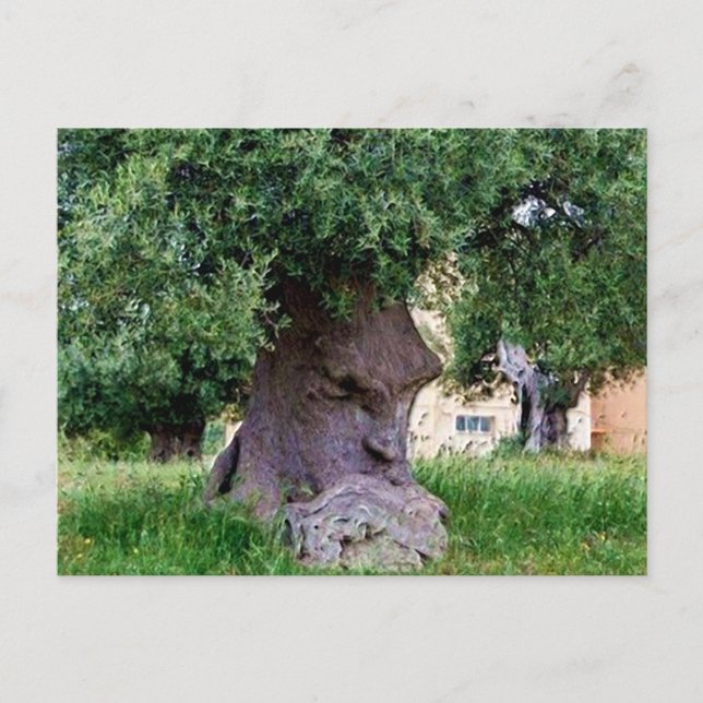 The Thinking Tree in Pugia Postcard (Front)