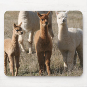 The Three Amigos, Alpaca-Style Mouse Pad