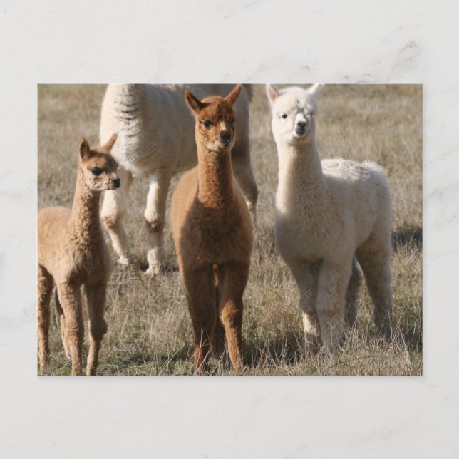 The Three Amigos, Alpaca-Style Postcard (Front)