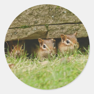 the three amigos classic round sticker