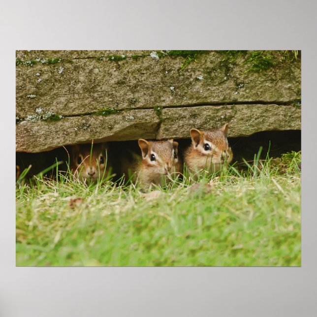 the three amigos poster (Front)