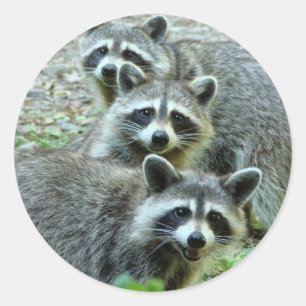The Three Raccoons Classic Round Sticker