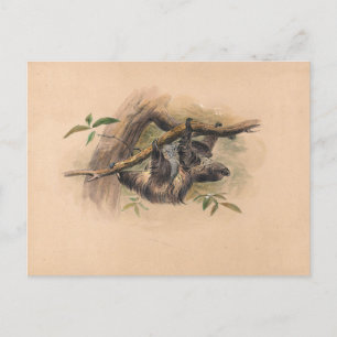 The Three-Toed Sloth by Joseph Wolf Postcard